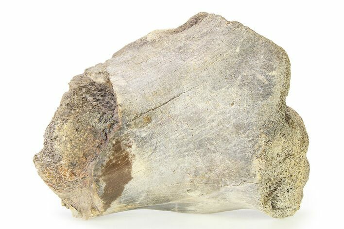 Fossil Ornithischian Dinosaur Partial Bone - Montana #316404